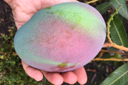 The National Mango Board works with U.S. importers who source from farms worldwide, such as those near  Guayaquil, the capital of Ecuador, which grows many varieties.