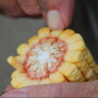 illinois-corn-and-soybeans-near-atlanta-and-stanford_14989164555_o