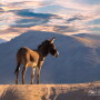 Donkey in Death Valley National Park