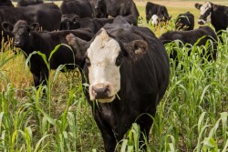 Cow grazing