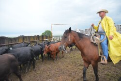 BT_Shipping_Stocker_Cattle_1