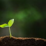 Organic sprout. Photo: Totojang, 1977, Adobe Stock