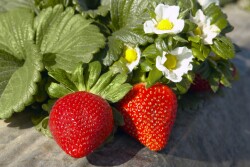 After rain and cold slowed strawberry harvesting in California, volumes are up again and expected to be at promotable volumes for Mother's Day. 