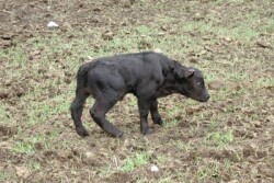 babycalf
