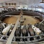 milking parlor