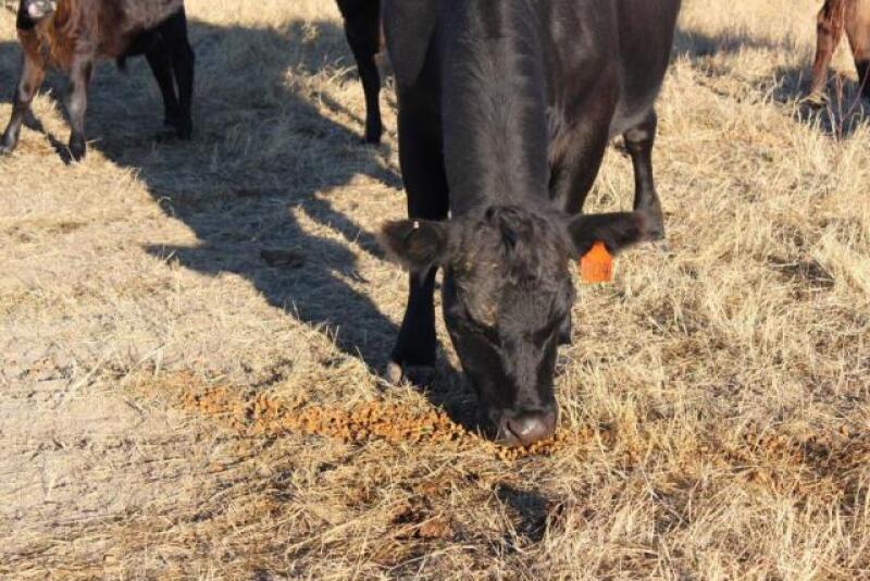 cow_feed_UNL_Troy_Walz