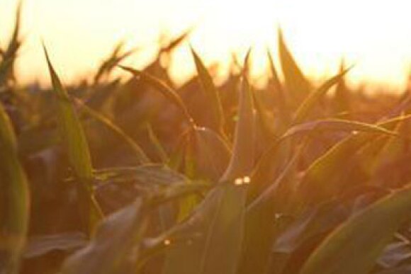 corn-morning-dew.jpg
