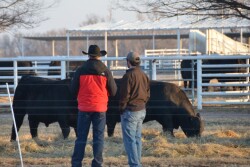 BT_Bull_Buying