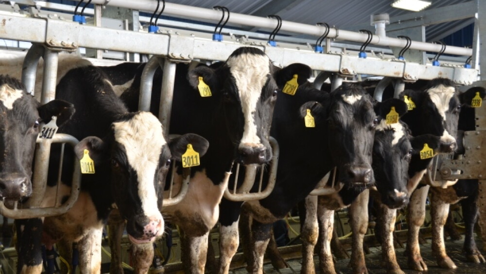The dry period is a time to allow a cow to rest and prepare herself for the next lactation. However, the drying off process can be incredibly stressful for the animal. 