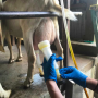 Andrew and Blake Place own and operate a goat dairy called Hidden Pastures Goat Dairy in Glenfield, New York. What sets them apart is their creation of goat gelato made out of goat’s milk.