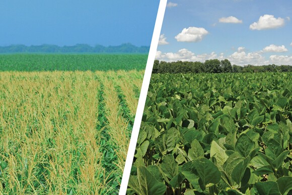 Corn and soybeans