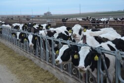 DT_Idaho_Dairy_Heifers_Open_Lot