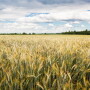Flexible Farming