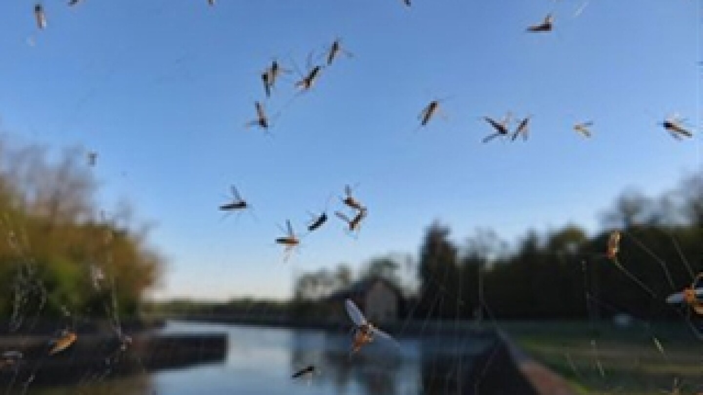 K-State Swats Back at Mosquito-Borne Virus Threatening Pork Industry