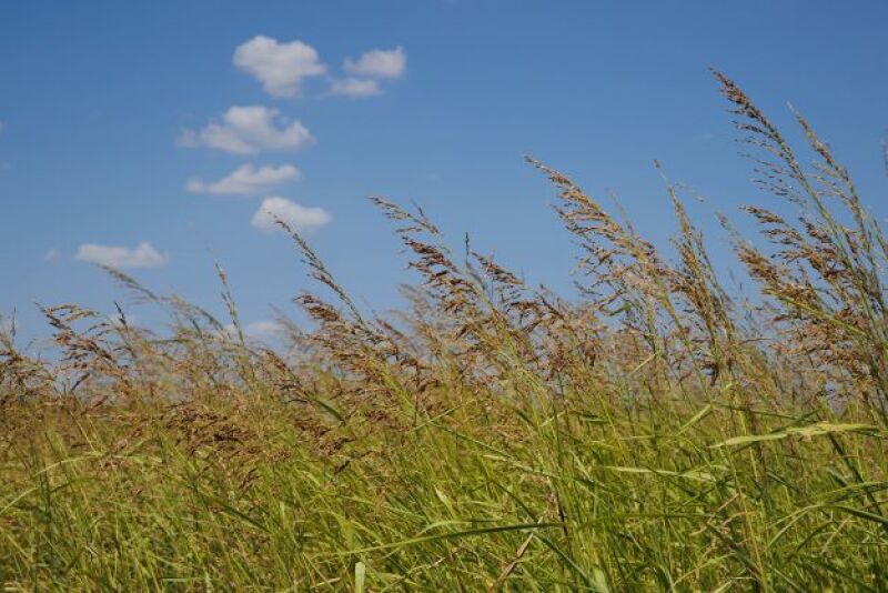 Johnsongrass