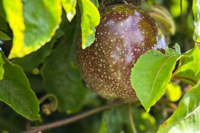 passion fruit on tree