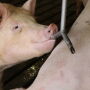 A pig drinking water