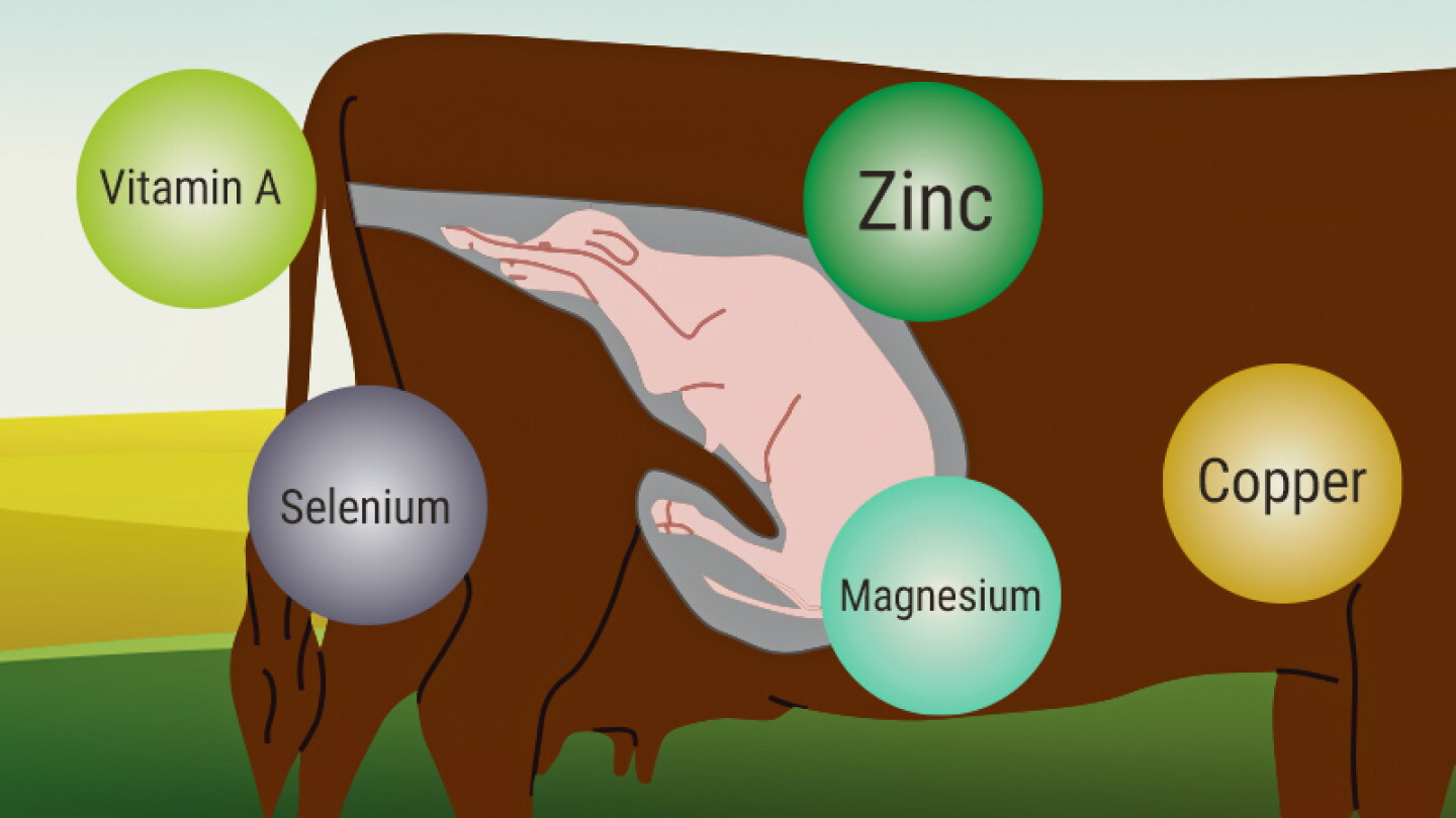 Managing Vitamins and Minerals to Increase Calf Survival