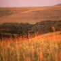 Big bluestem is a dominant prairie grass across the Plains.