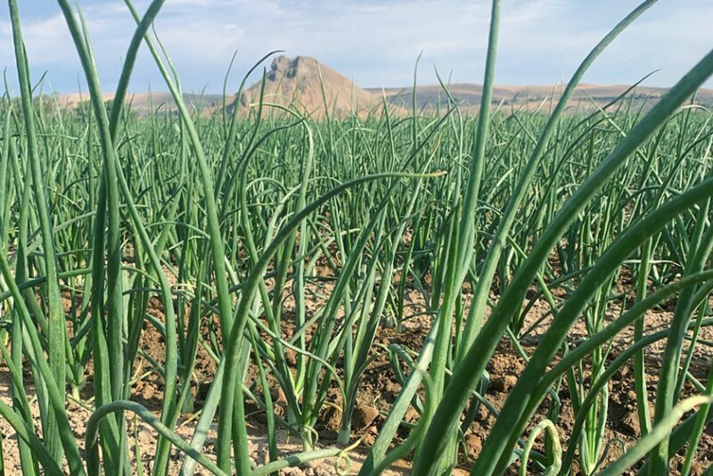 Onion field