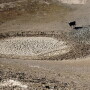 Drought Pond Cattle California