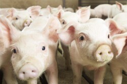 Pigs