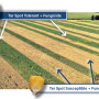 Tar Spot