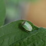 Redbanded stink bug