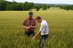 Huma Chief Marketing Officer, Fred Nichols (pictured left), along with Huma Regional Agronomist, Barrett Smith (at right), study the plant health of this year's wheat crop.
