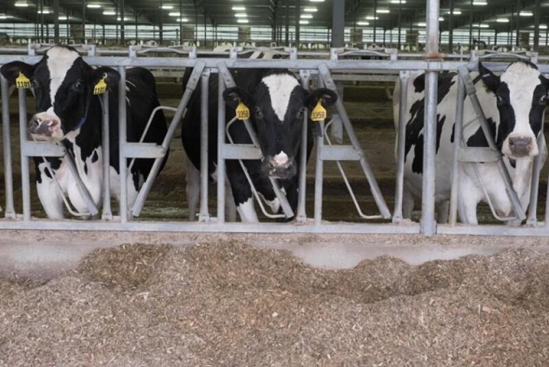 Understanding Rumination and Technologies to Monitor Cow Behavior ...