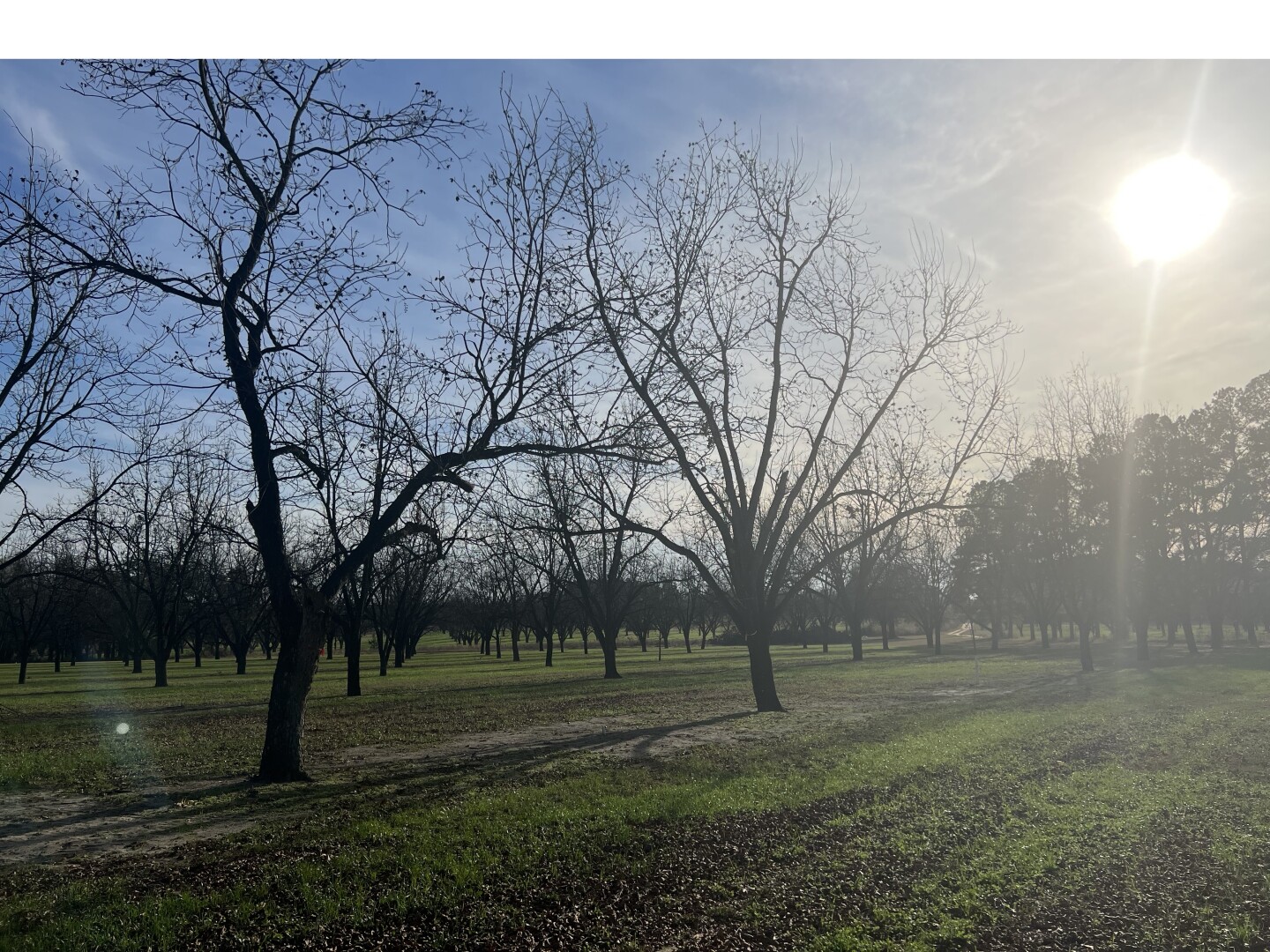 Georgia%20Pecan%20Orchard.jpg