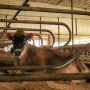 Jersey_Activity Collar_Stall_Taylor Leach