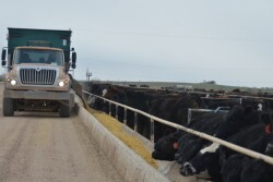 BT_Feedlot_Truck