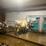 cows being milked robotically