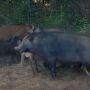 Feral Pigs in Louisiana USDA Series