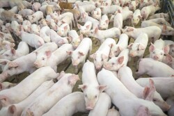 The research study, conducted by Gira, a global research firm, used Pork Checkoff dollars and funds from the USDA Foreign Agricultural Services Emerging Markets Program. 
