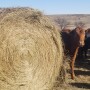 Hay