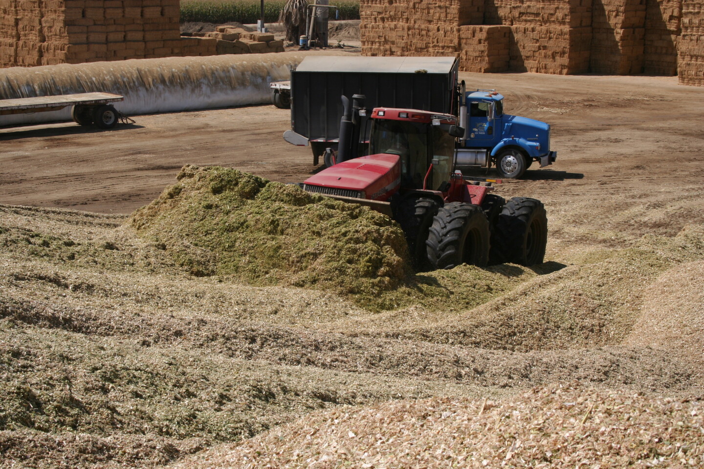 Packing silage piles is critical for removing as much oxygen as possible
