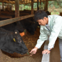 Japanese imported beef will see lower tariffs.