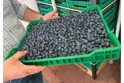 awe sum blueberries