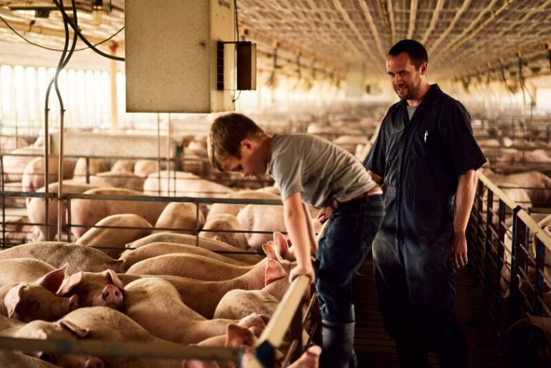 Chad Bell Family in Pig Barn