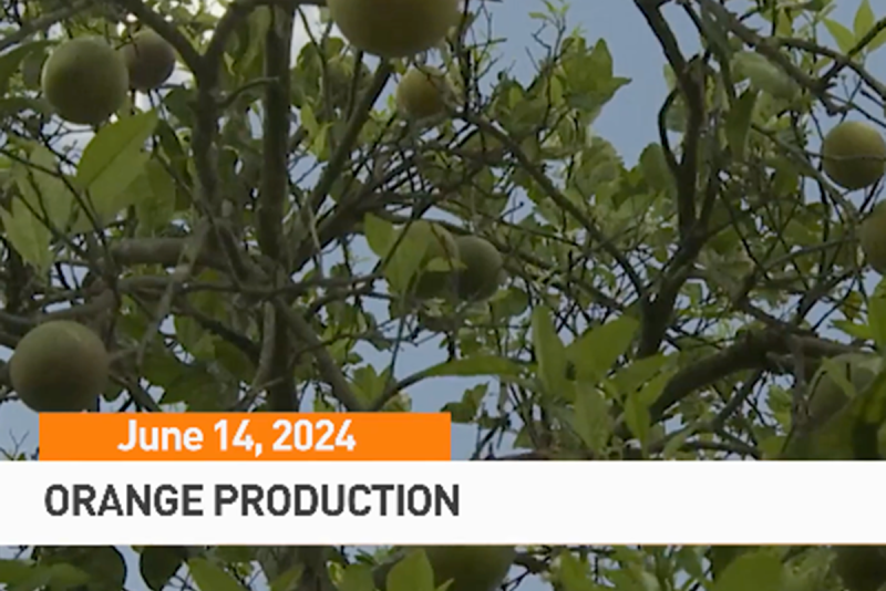 Orange trees
