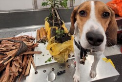 Sol the Ag Detection Dog with U.S. CBP