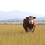 Hereford cow
