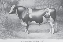 Holstein Sire Netherland Prince.