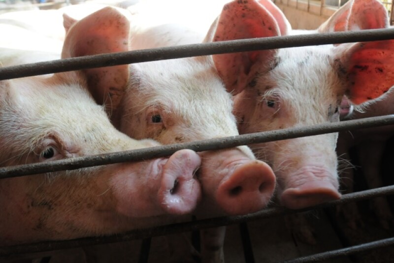 hogs_pigs_(19)