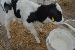 A growing body of evidence suggests there are wide-reaching benefits to following colostrum with several feedings of transition milk. 