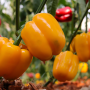 Bell peppers (red, yellow) on plant