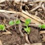 Soybeans survive early season frost