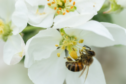 Honey bee pollinating an apple blossom